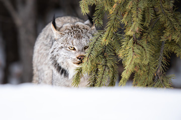 Canadian lynx in the wild