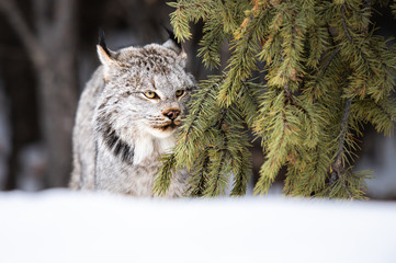 Canadian lynx in the wild