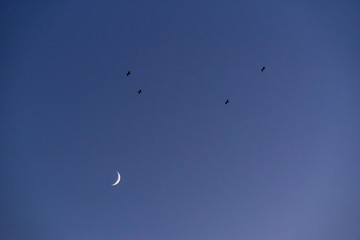 Storks flying in the sky with crescent moon in isolated background