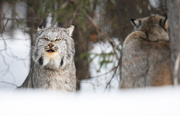 Canadian lynx in the wild