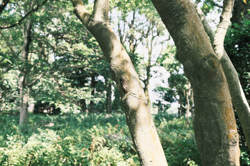 森の木にとまるアブラゼミ