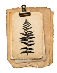 Paper sheets clip isolated white background Fern plant drawing