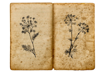 Old school book open dill plant drawing Aged paper texture