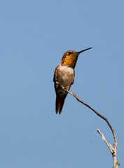 Closeup of a Hummingbird on a twig in Riverside California