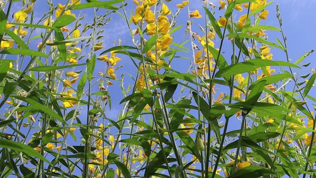 Crotalaria juncea yellow flowers blooming on tree gently blown by the wind with bees and insects isolated on blue sky and white cloud closeup in the garden.