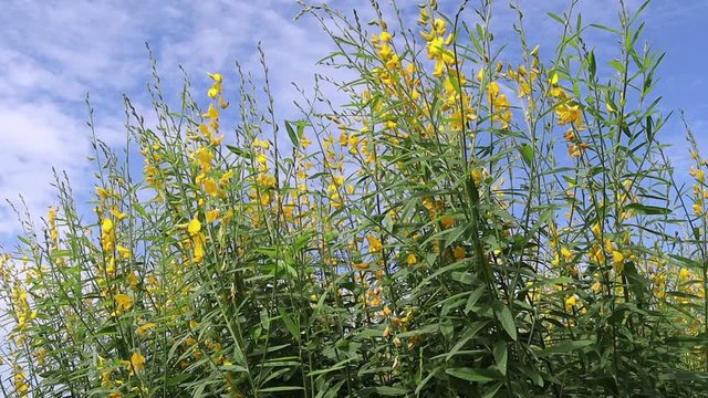 Crotalaria juncea yellow flowers blooming on tree gently blown by the wind with bees and insects isolated on blue sky and white cloud closeup in the garden.