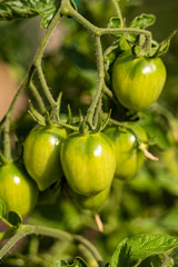 couple green tomatoes hanging on the vein under the in the farm