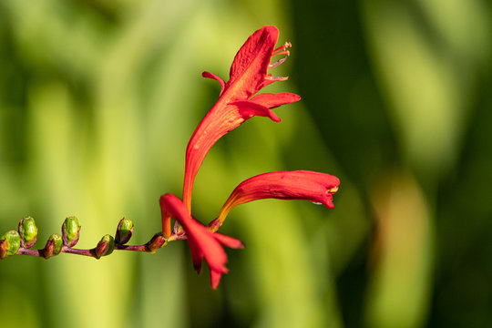 few red coppertips flowers start to blooming on the tip of the branch under the sun in the garden 