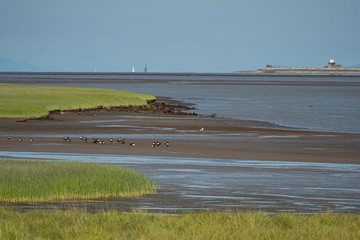 green wetland near the cost  with a flock of geese resting on the sandy shore line by the water and a long stretching deck over the horizon