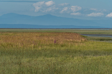 wetland by the river filled with tall green grasses and mountains under clouds over the horizon