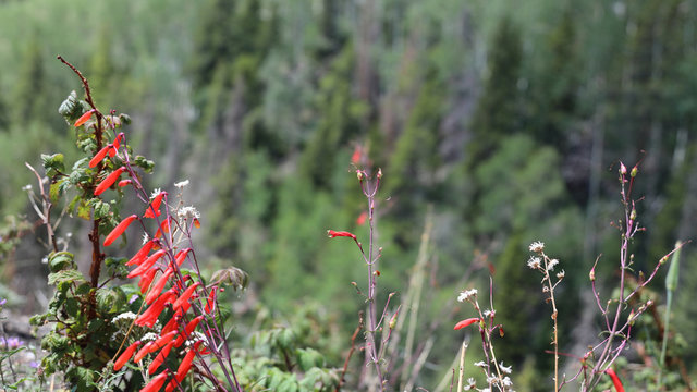 Pineleaf Penstemon or Firecracker Beardtongue red wild flowers in highlands of Rocky Mountains. Selective focus.