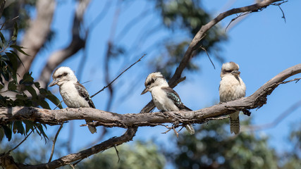 Laughing Kookaburra's perched on a tree branch