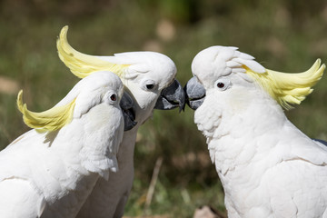 Sulphur-crested Cockatoo's standing beside each other
