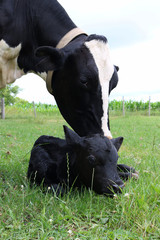 Vertical shot of a mother cow with an adorable calf in a grassy field © Diane Kuhl/Wirestock