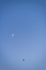 Storks flying in the sky with crescent moon in isolated background