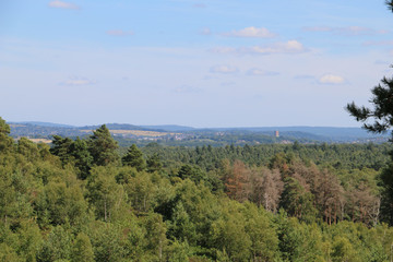 forest in the mountains