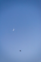 Storks flying in the sky with crescent moon in isolated background
