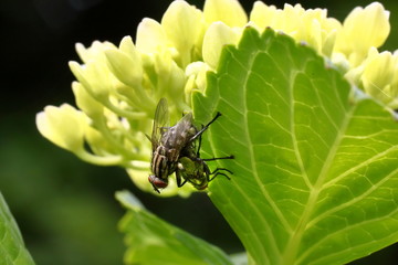 赤ちゃんを作っている恋人同士の蠅