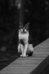 hermoso felino posando al natural enfrente de la cámara 
