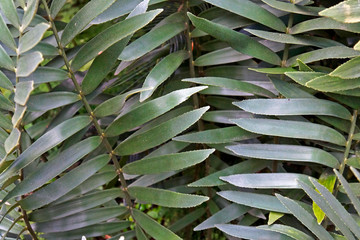 Cardboard plant leaves (Zamia furfuracea)