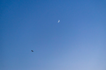 Storks flying in the sky with crescent moon in isolated background