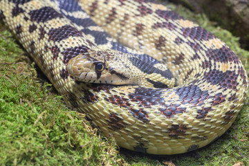 South American Snake, Captive, Species unknown.