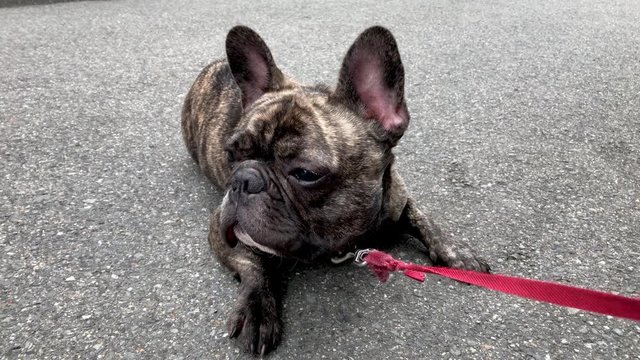 Brindle French bulldog  refuses to walk