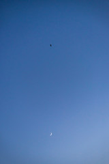 Storks flying in the sky with crescent moon in isolated background
