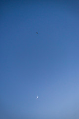 Storks flying in the sky with crescent moon in isolated background