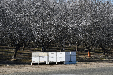 Landscape shot of honeybee boxes during pollination period