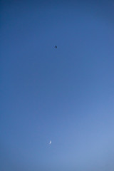 Storks flying in the sky with crescent moon in isolated background