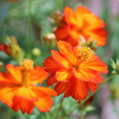 マリーゴールドの花