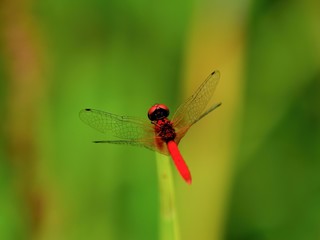 お気に入りの場所でのんびりくつろぐハッチョウトンボ　オス