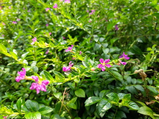 pink flowers in the garden, pink color cuphea hyssopifolia flowers. 