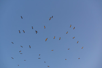 Storks flying in the sky with isolated background