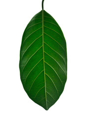 Fototapeta premium green leaf isolated on white