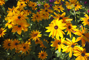 yellow flowers in the garden summer bloom