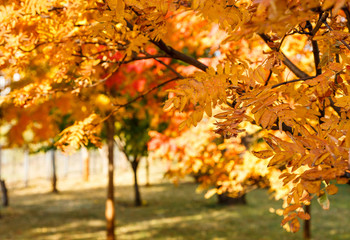 Naklejka na ściany i meble Autumn colorful yellow and orange leaves in park. Beautiful yellow maple leaves on sunny day and blurry background. Golden autumn in city park. Close up, macro shot. Fall Scene.