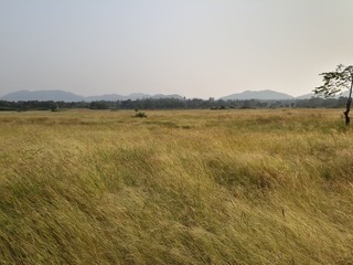 morning in the field, grass field in India.