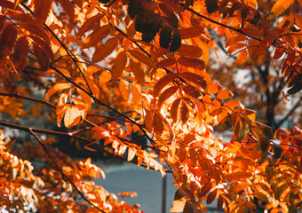 Autumn colorful yellow and orange leaves in park. Beautiful yellow maple leaves on sunny day and blurry background. Golden autumn in city park. Close up, macro shot. Fall Scene.