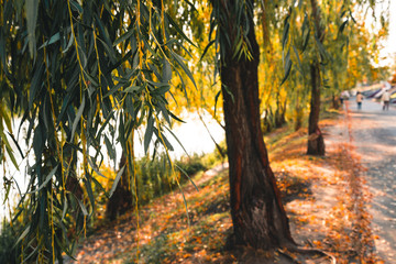 Autumn colorful yellow and orange leaves in park. Beautiful yellow maple leaves on sunny day and blurry background. Golden autumn in city park. Close up, macro shot. Fall Scene.