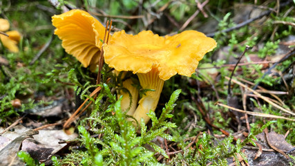 Chanterelle mushrooms close-up. yellow edible mushrooms Cantharellus cibarius in the forest