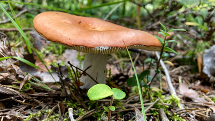 Mandelkremla / Entire Russula. Edible light brown mushroom on a white stem in the forest among dry leaves