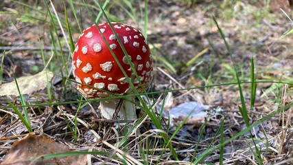Amanita Muscaria. red poisonous mushroom fly agaric in the forest among dry leaves. Psychoactive and healing