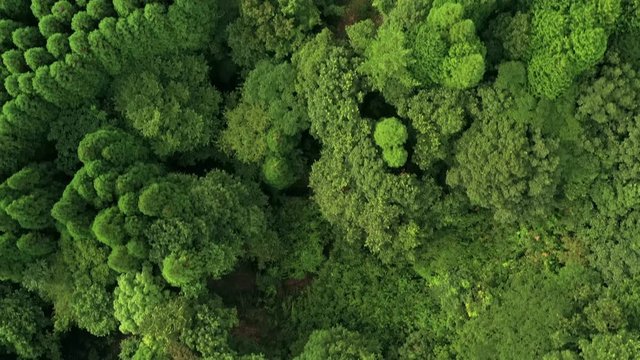 森林　真俯瞰　空撮