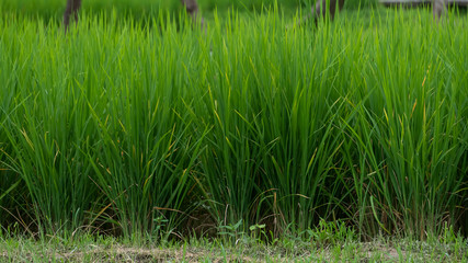 Rice in the green fields that farmers planted during the rainy season.