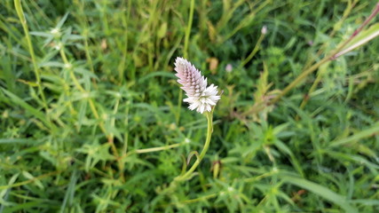 Celosia argentea flower,  wild celosia argentea flower in India, grass flower with green background. 
