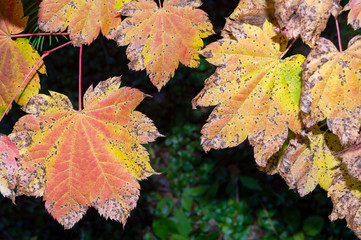 Close up of autumn leaves turning color