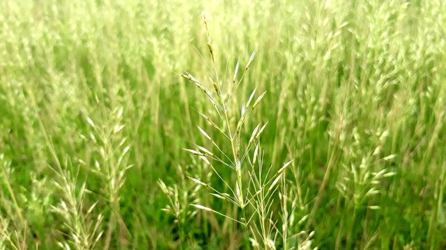 green grass in the wind, green grass landscape in India, grass field India. 