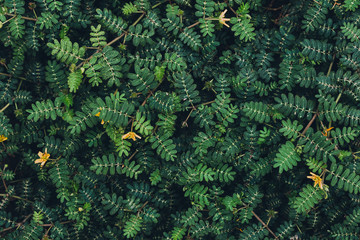 Beautiful nature background from green leaves